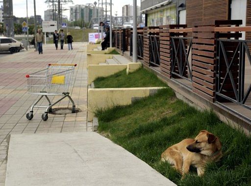 A stray dog lays on a lawn in the Russian Black Sea resort of Sochi, April 18, 2013